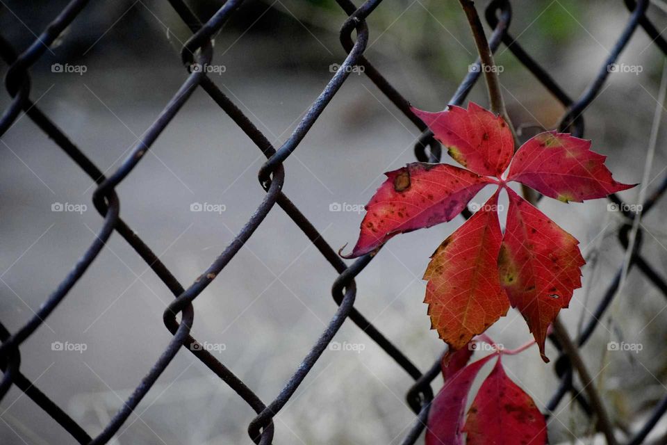 Autumn leaves on the wire fence