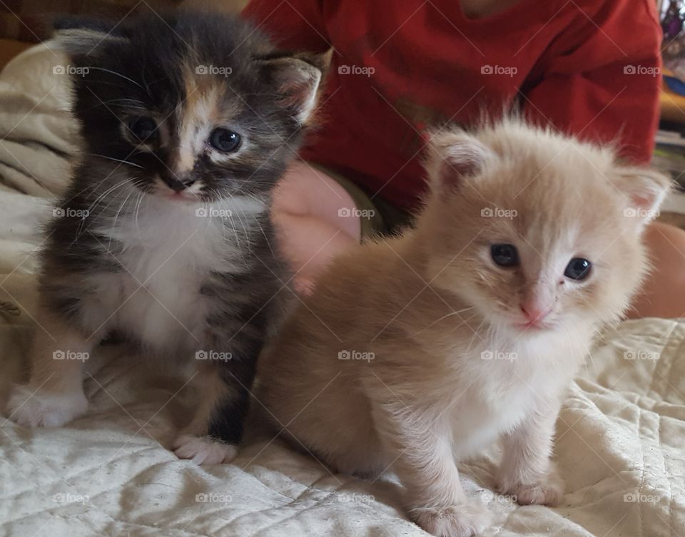 Two Kittens