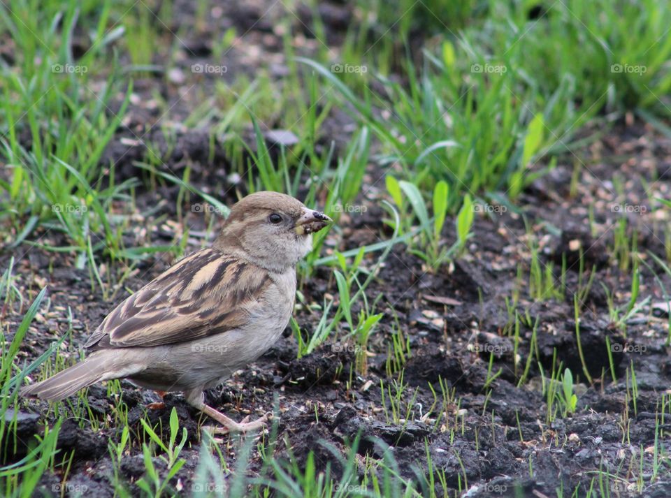 House sparrow on grass