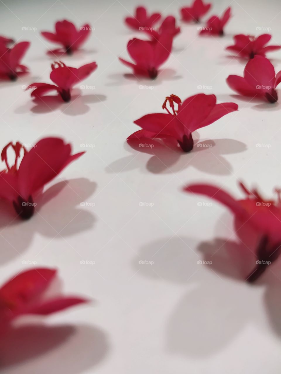 Flowers shadows completed it's looks with more elegant