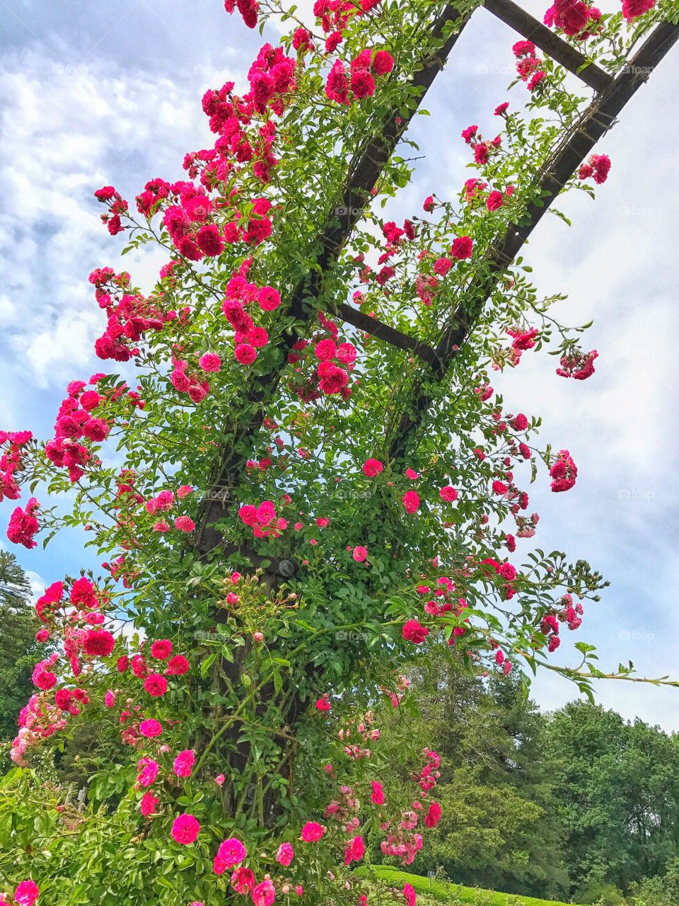 Rose Conservancy 