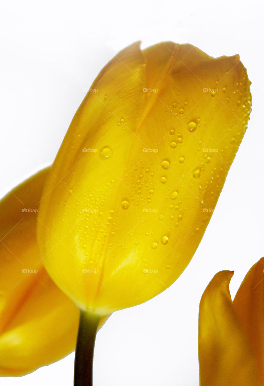 yellow tulips, spring, flowers