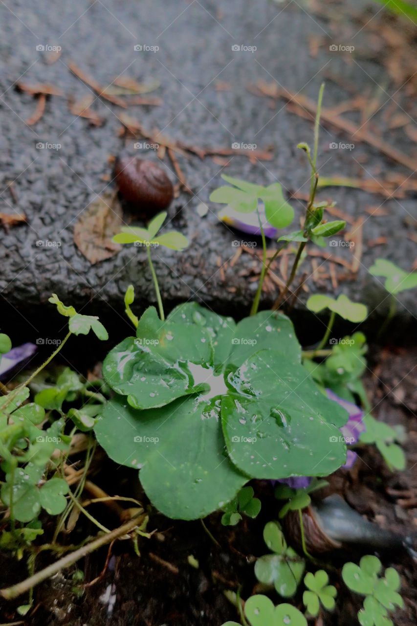 Interchanges with raindrops on the leaves and a snail