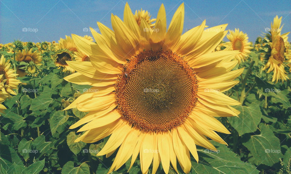 Field of sunflowers