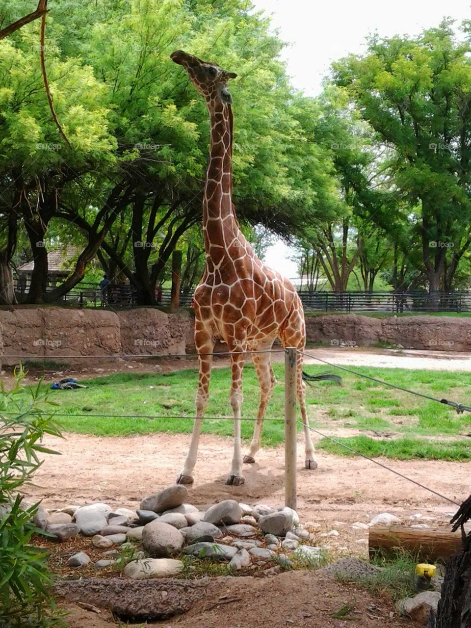 giraffe