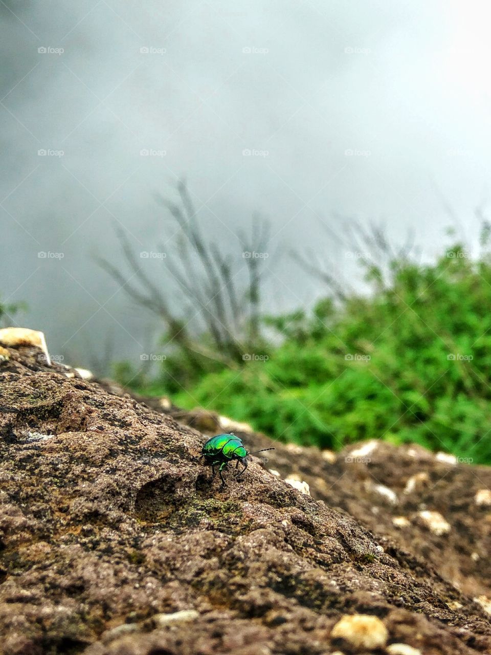 beetle on a rainy day