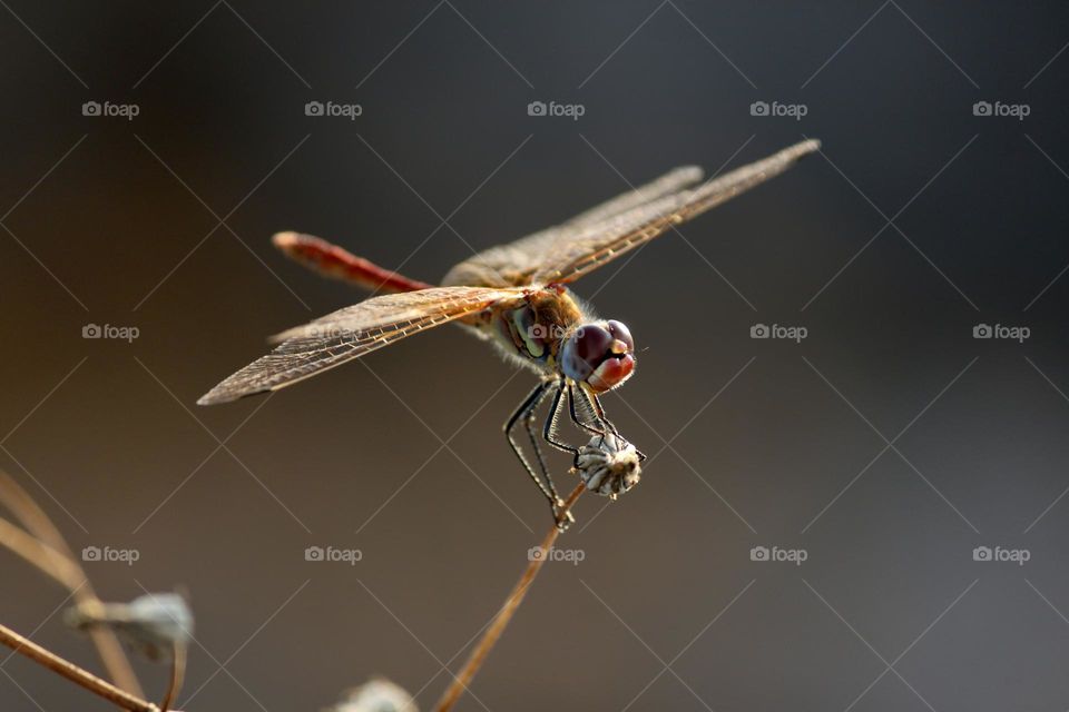 Mystical Dragonfly