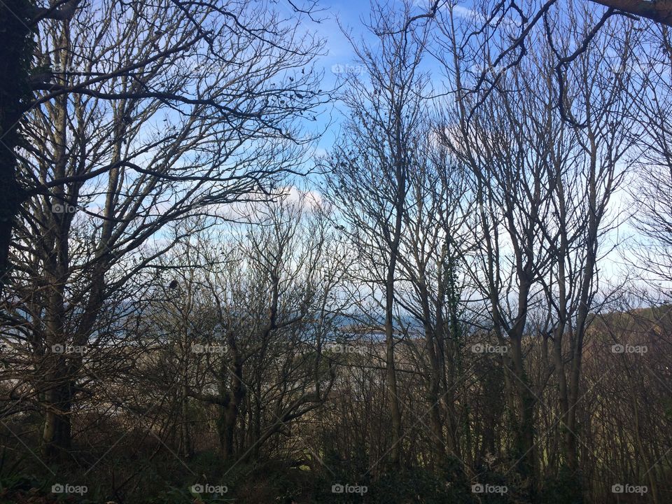 Looking through the trees 