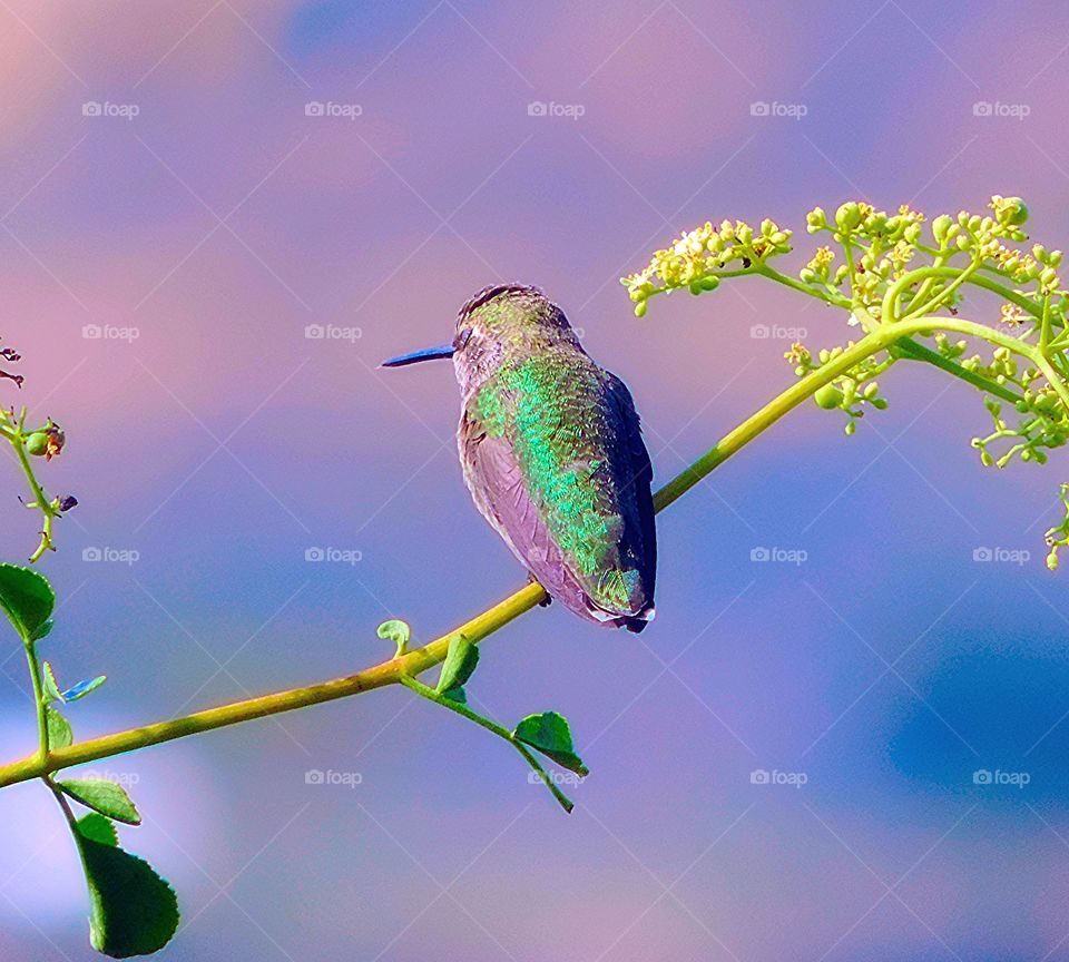 Hummingbird