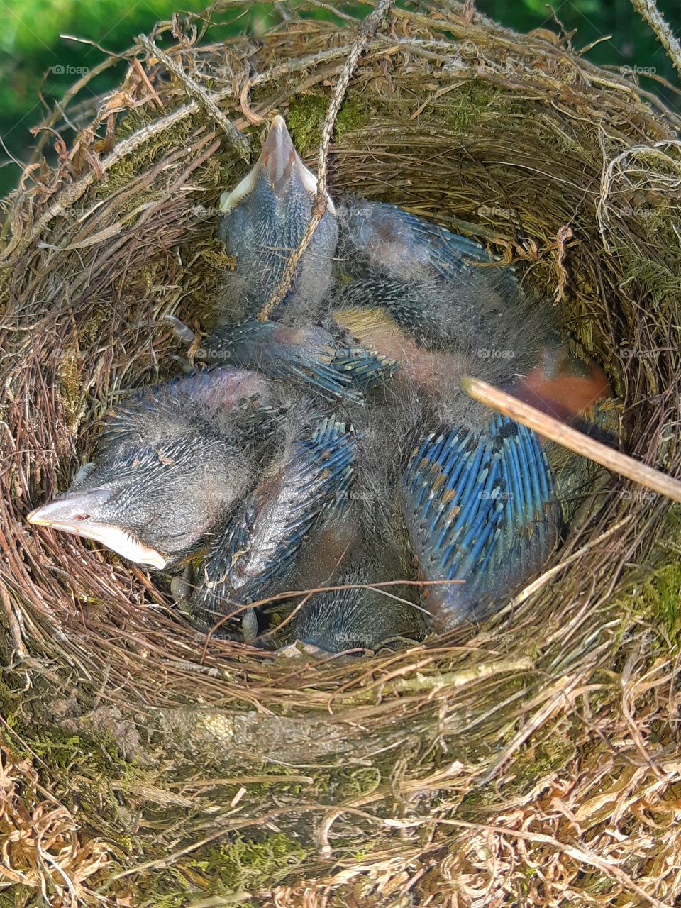The Blackbird Nest