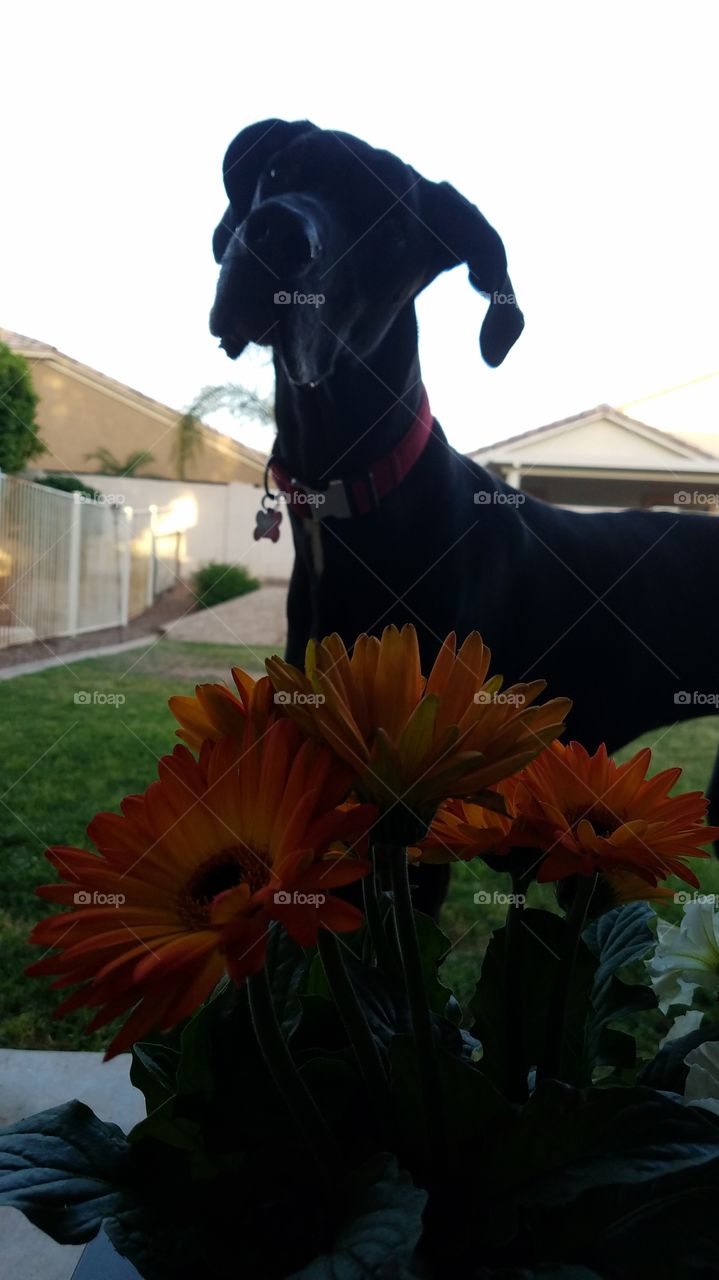 Spring flowers and a Great Dane.