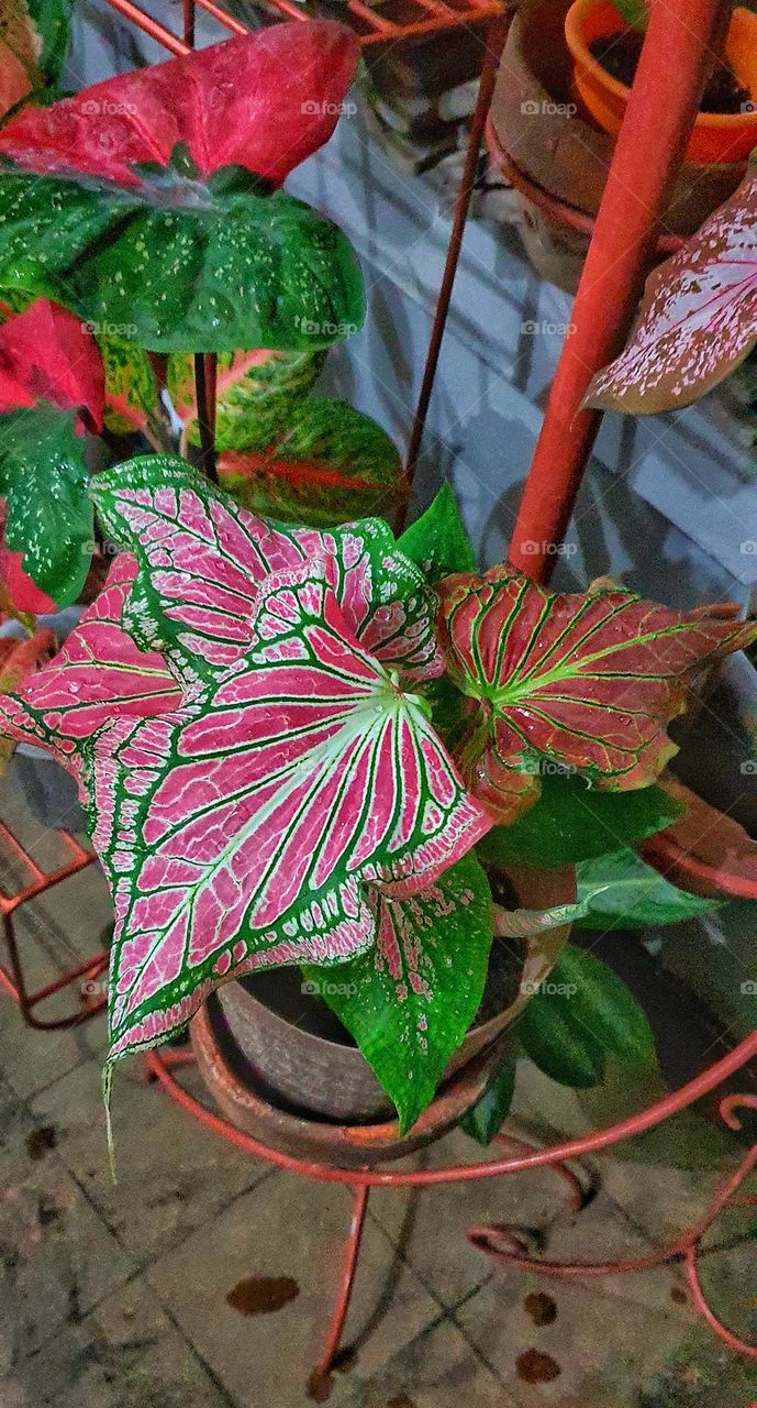 Caladium Pink Symphony