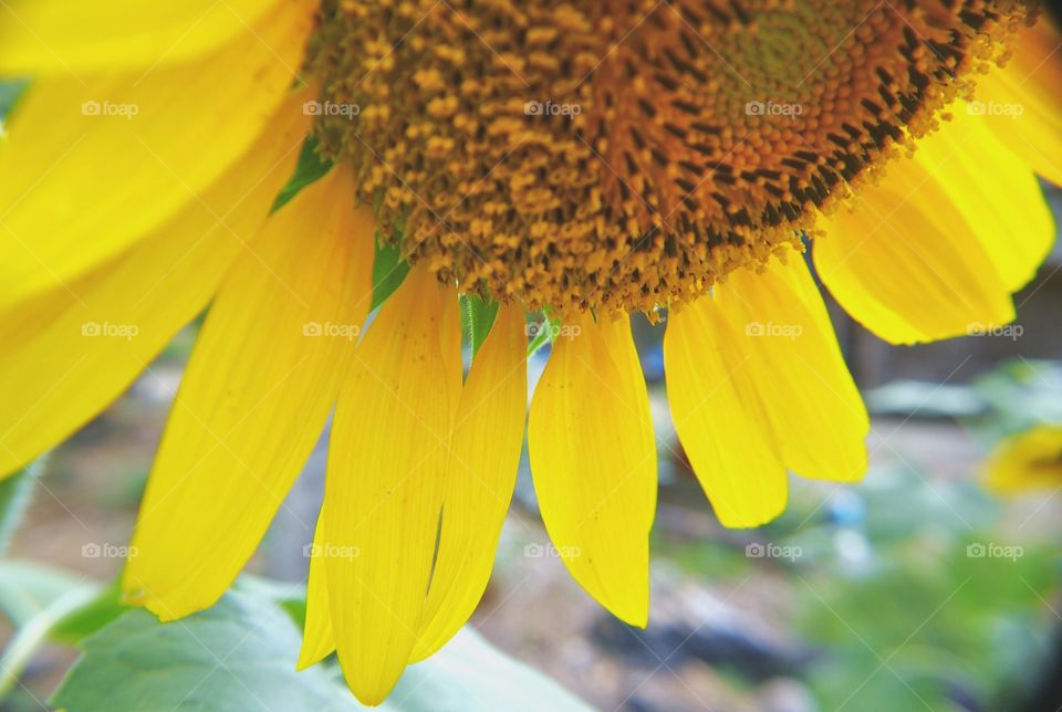 Close up of sunflower