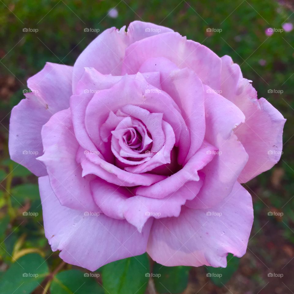 Cores vivas da natureza brasileira. Essa roseira de botão lilás / roxo é um exemplo da diversidade das Plantas do Brasil!