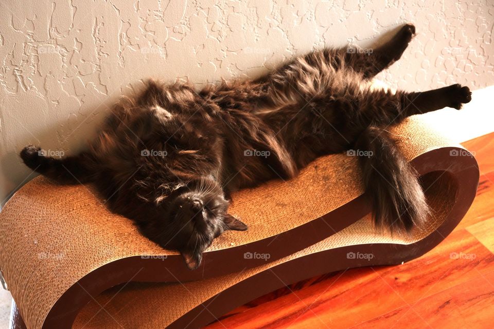 My cat relaxing on his cat scratcher.