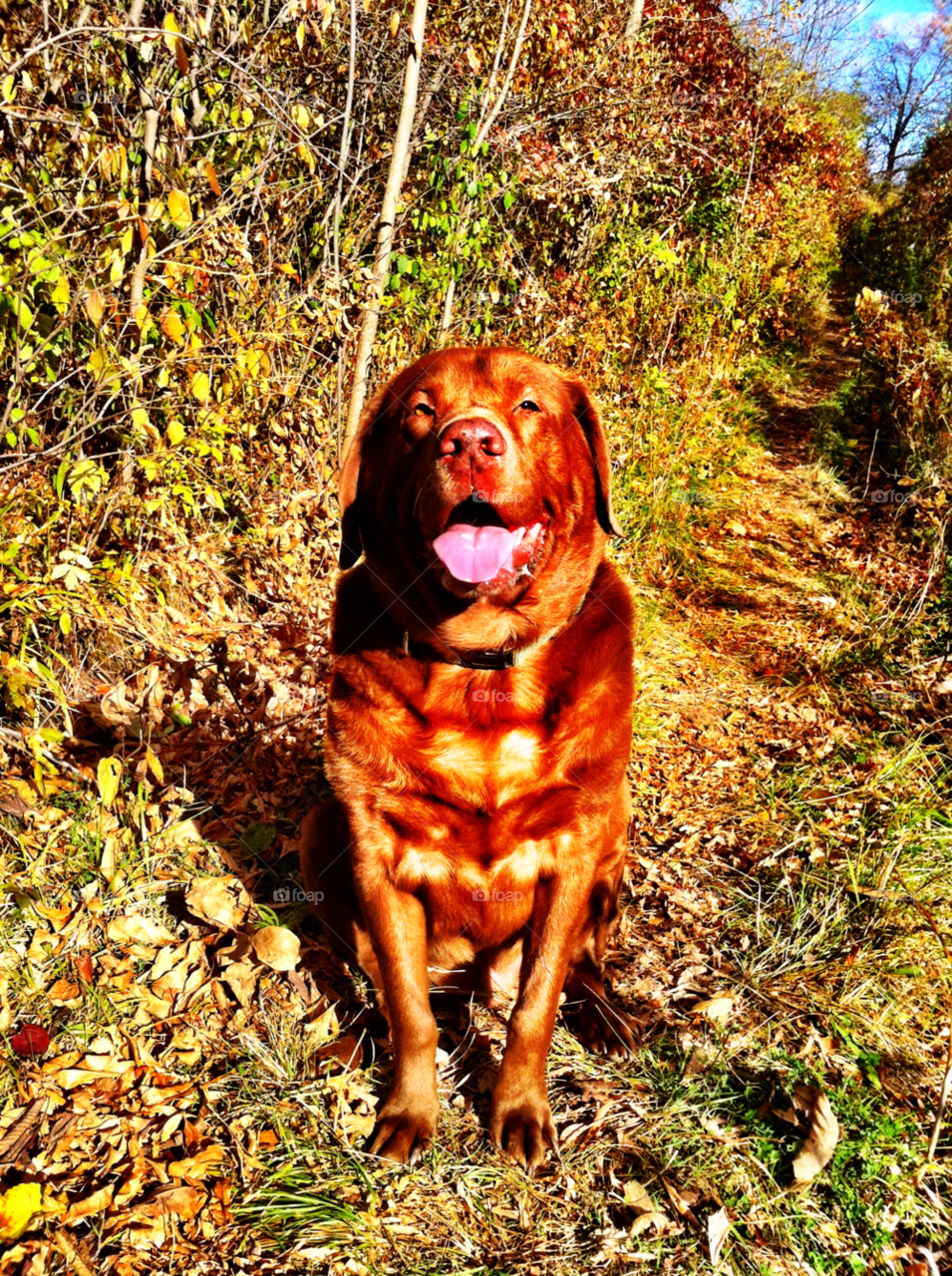 happy summer labrador harley by doug414