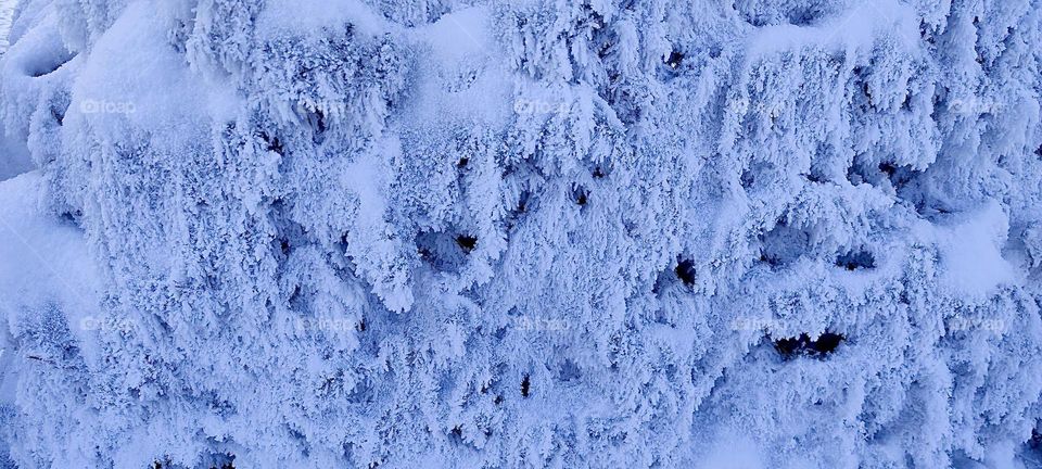 These evergreen trees are all heavily laden with powdered snow here at “Kochel am See”, “Kochel at the Lake”, a pre Alpine resort town in “Bavaria”, Germany known for its natural hot geyser springs, spas and saunas. 2024. Hypnotic Productions