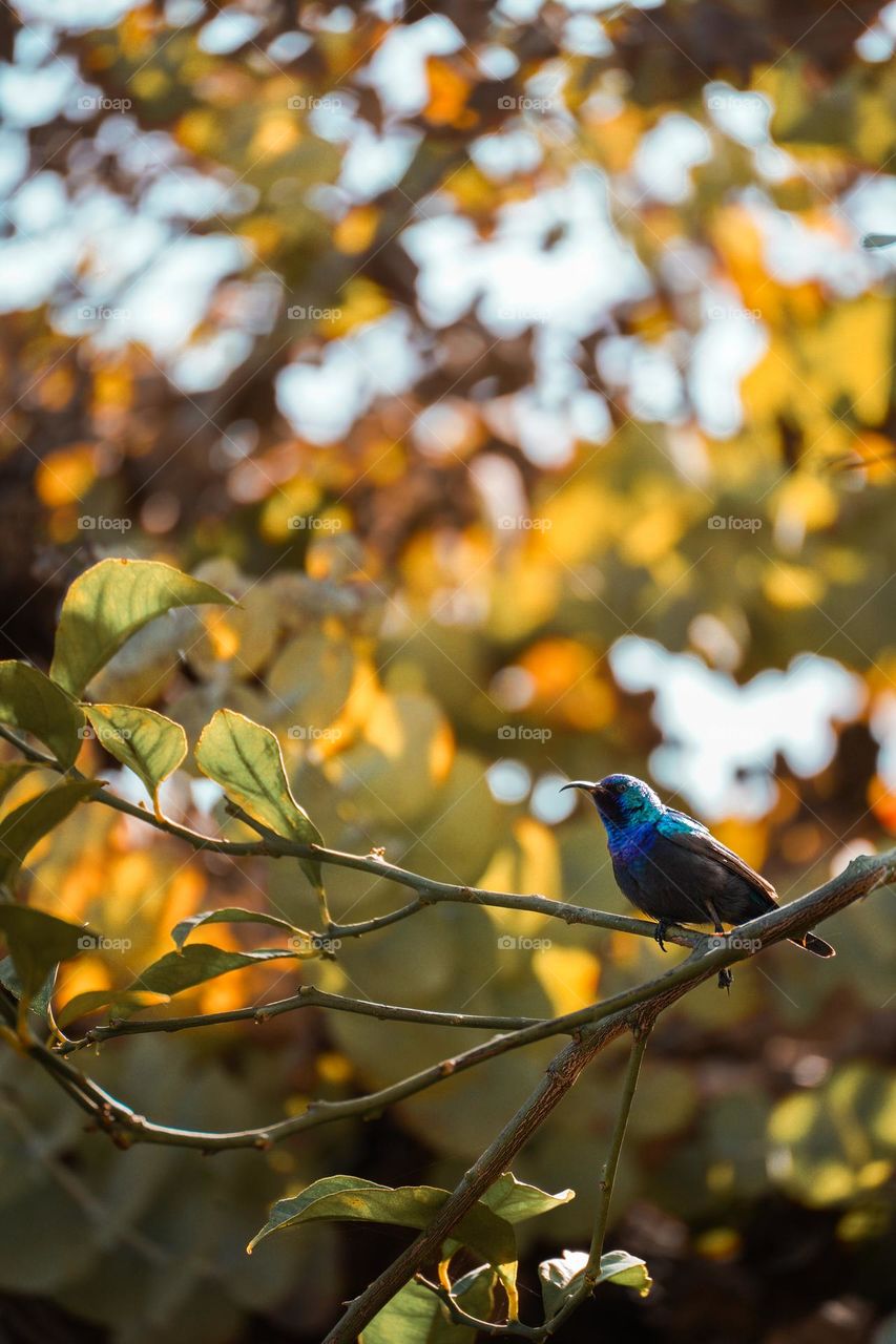 Little blue hummingbird sitting on a branch