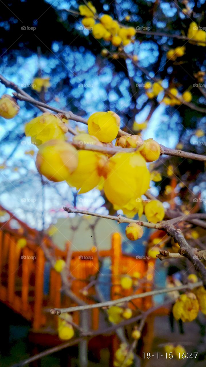 Tree, Branch, Outdoors, Season, Nature