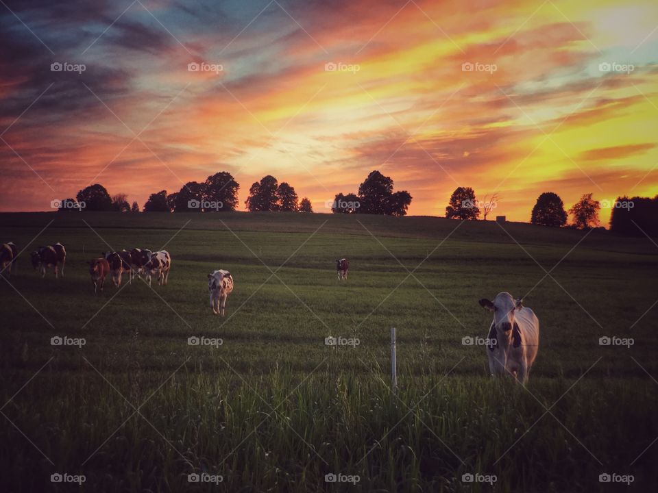 Cows on grassy field during sunset