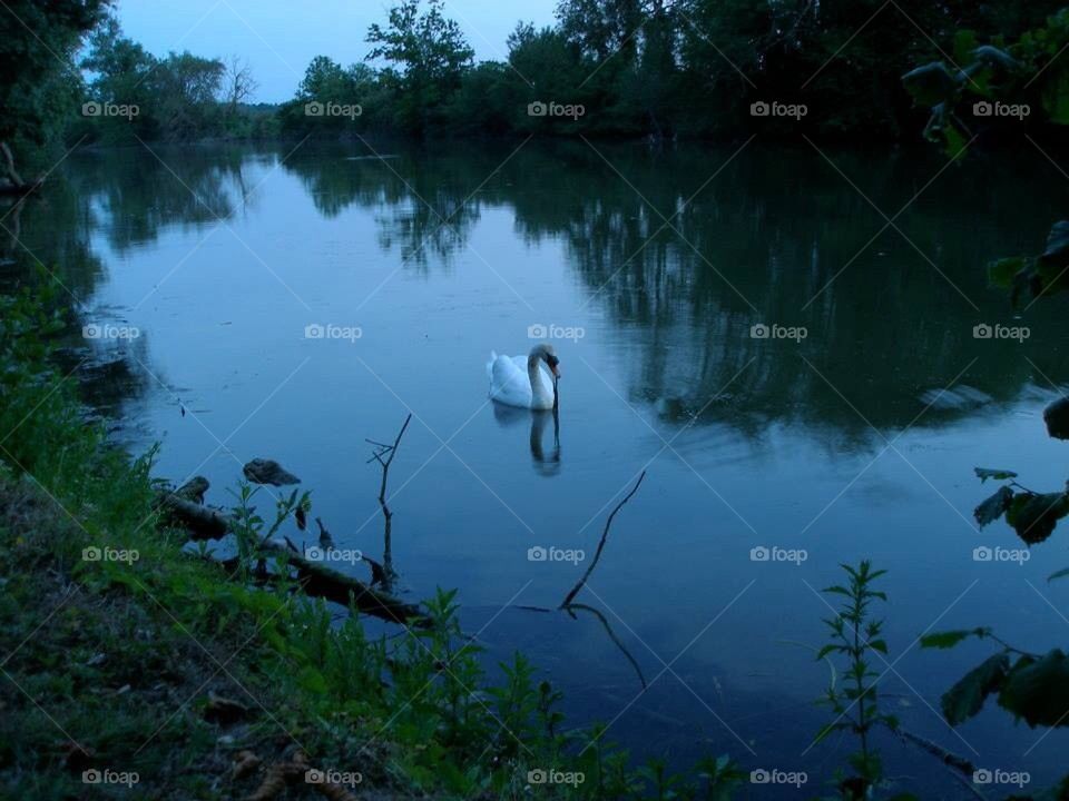 Serene Seine Swan