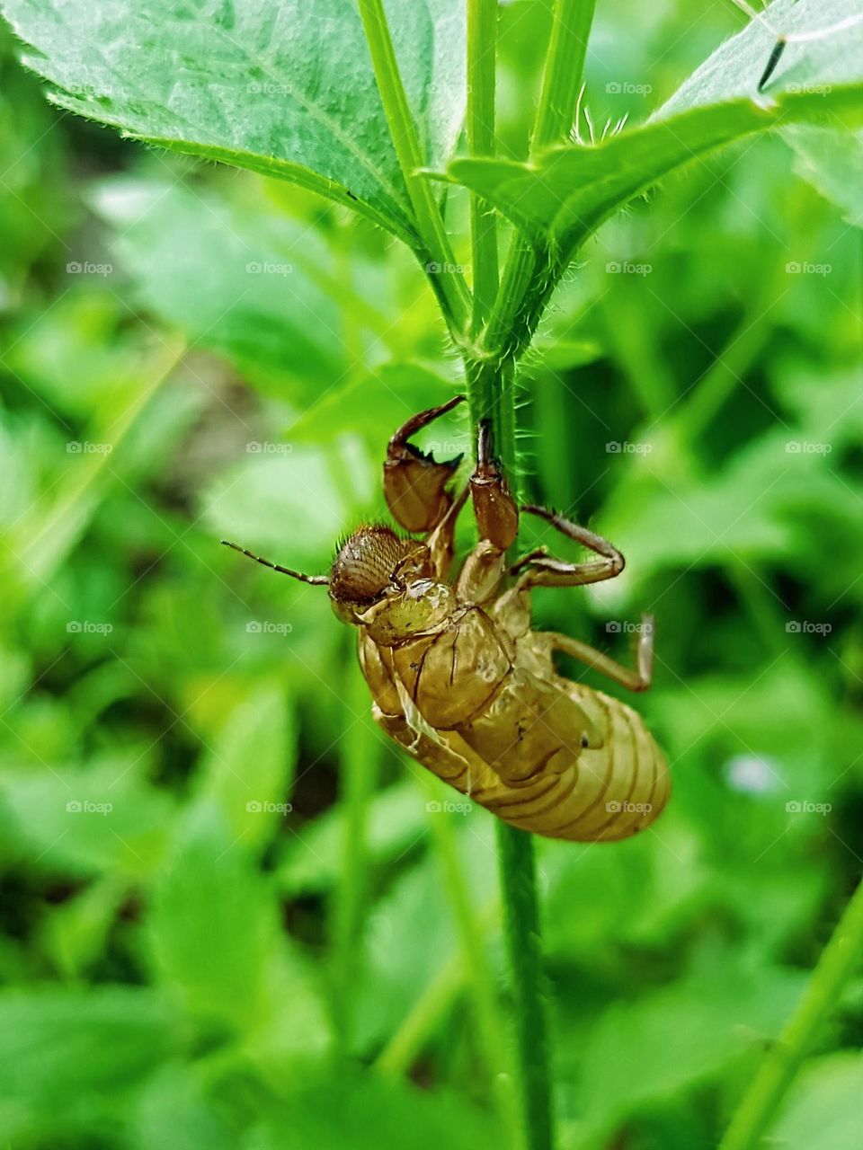 An empty cicada shell on the stem of the praxelis clematidae plant with blurred background.close up of the full molting cicada slough on the stem.Cicada ecdysis, periostracum cicadae, cicadae periostracum, chantui.