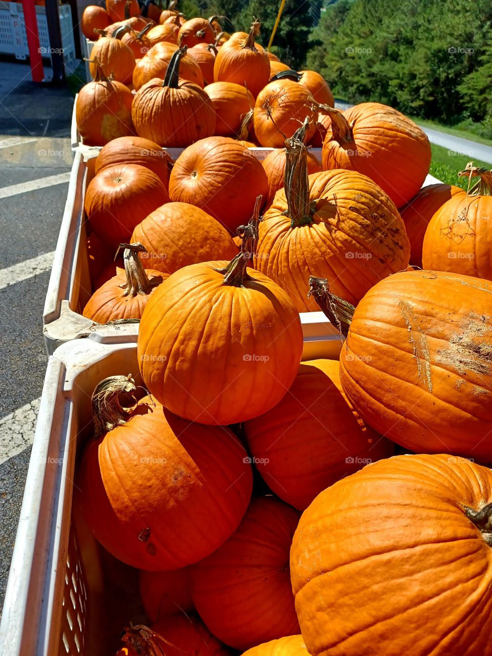 Pumpkin Harvest