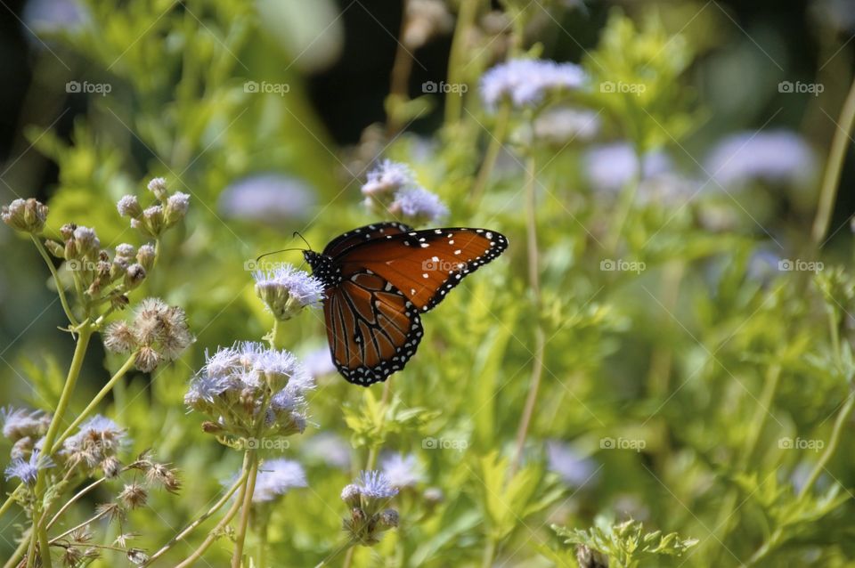 Monarch Butterfly 