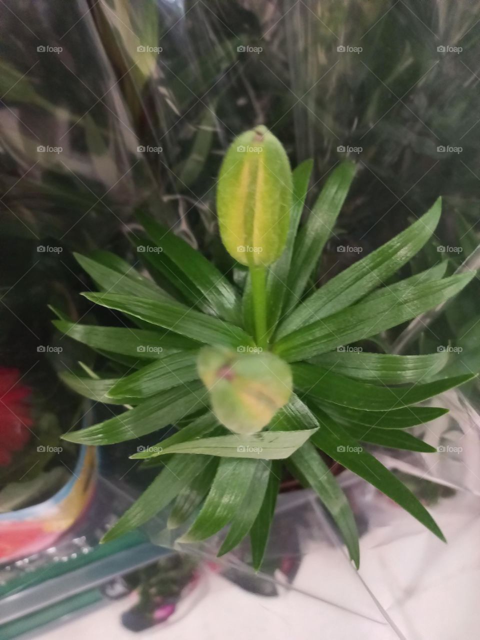 O lírio variado é uma planta ornamental  de flores grandes, belas e perfumadas, que pode ser encontradas em vários  cores e padrões. Excelente  opção  para decorar ambientes  interiores  e ocasiões  especiais