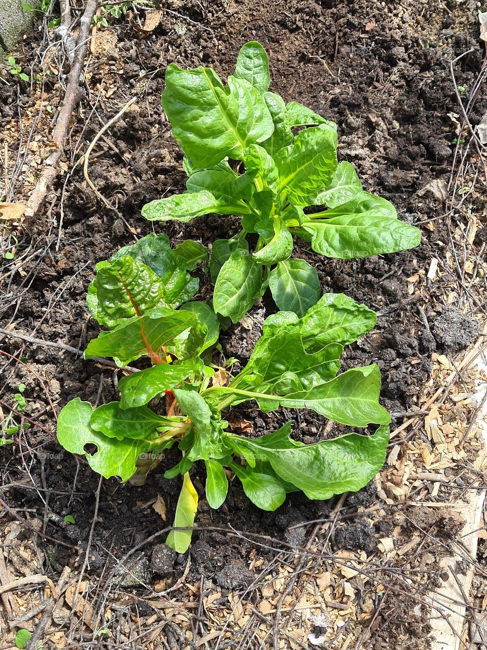 Gemüsebeet im Glashaus