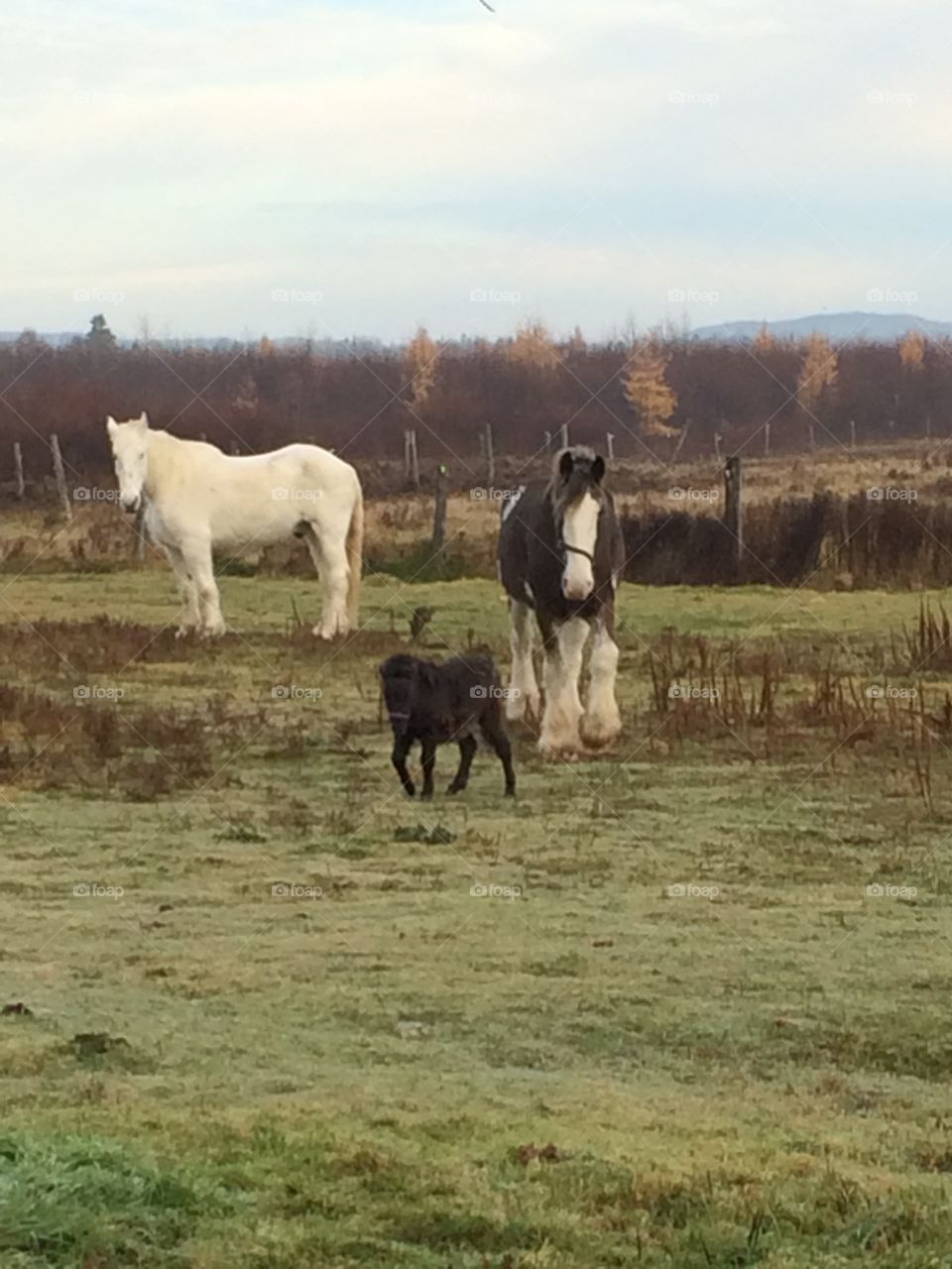 Horses in pasture 