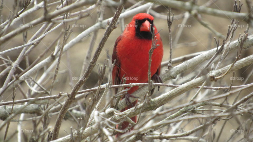 Male Cardinal in a bush