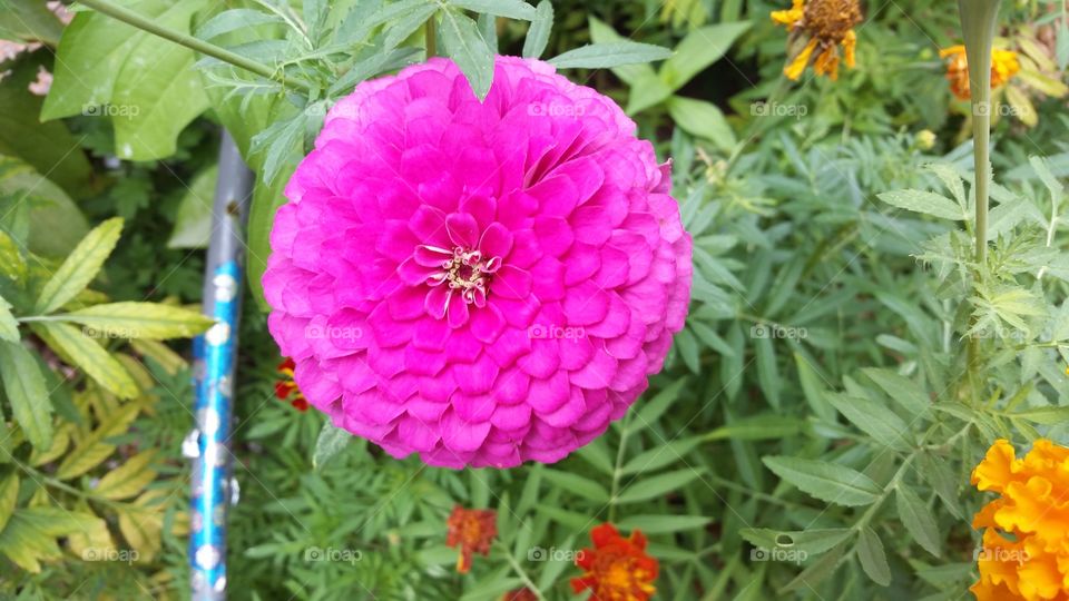 beautiful pink flower. taking randon pictures of flowers