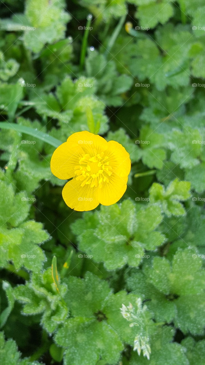 just growing in the lawn