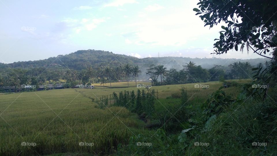 Beautiful view in the afternoon in the rice fields