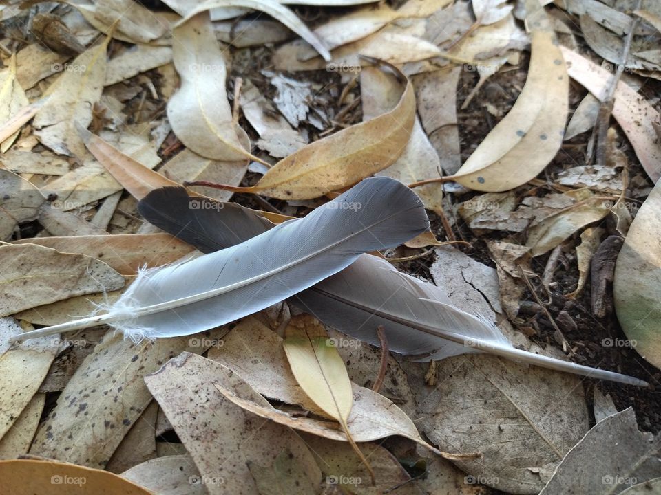 Feather and dry leaves