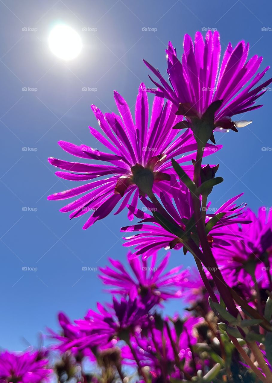 Purple Ice Plant in the Sun