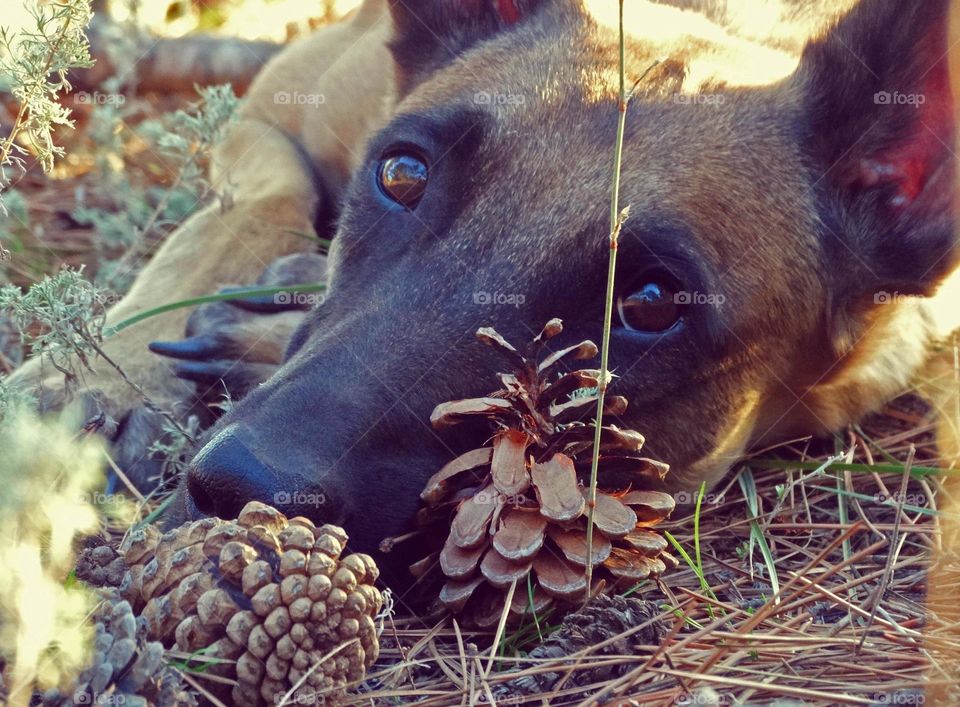 Belgian shepherd malinois