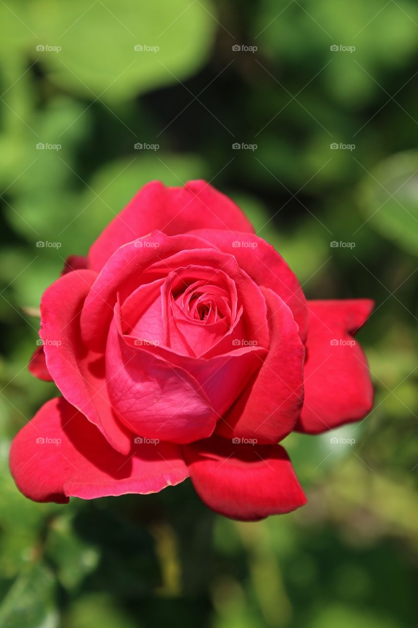 Red rose