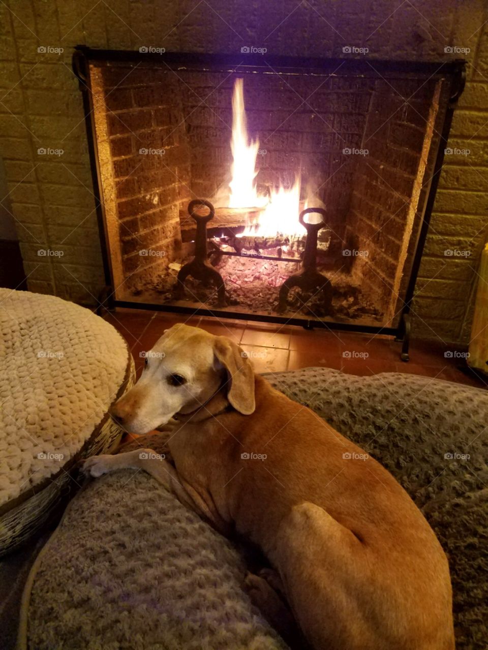 Vischla laying on bed in front of burning fireplace, warmth.