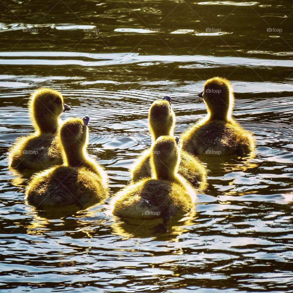 Cute Newborn goslings in the sun shining light floating on a lake on a beautiful spring day 