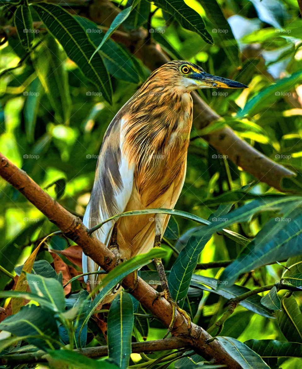 Bird photography  - Pond Heron