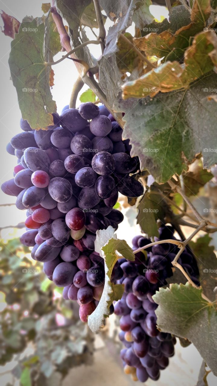 grapes from my garden