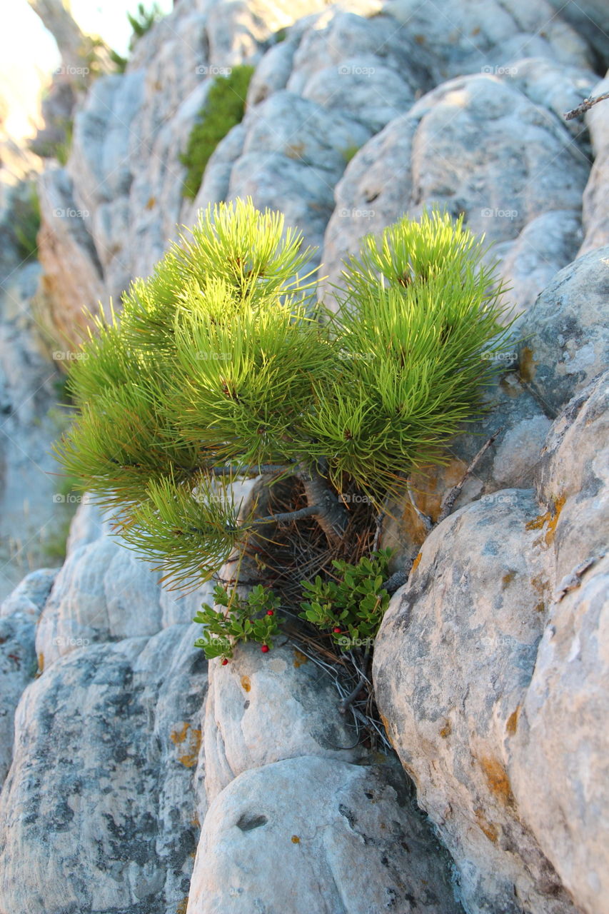 Pine tree growing from a rock