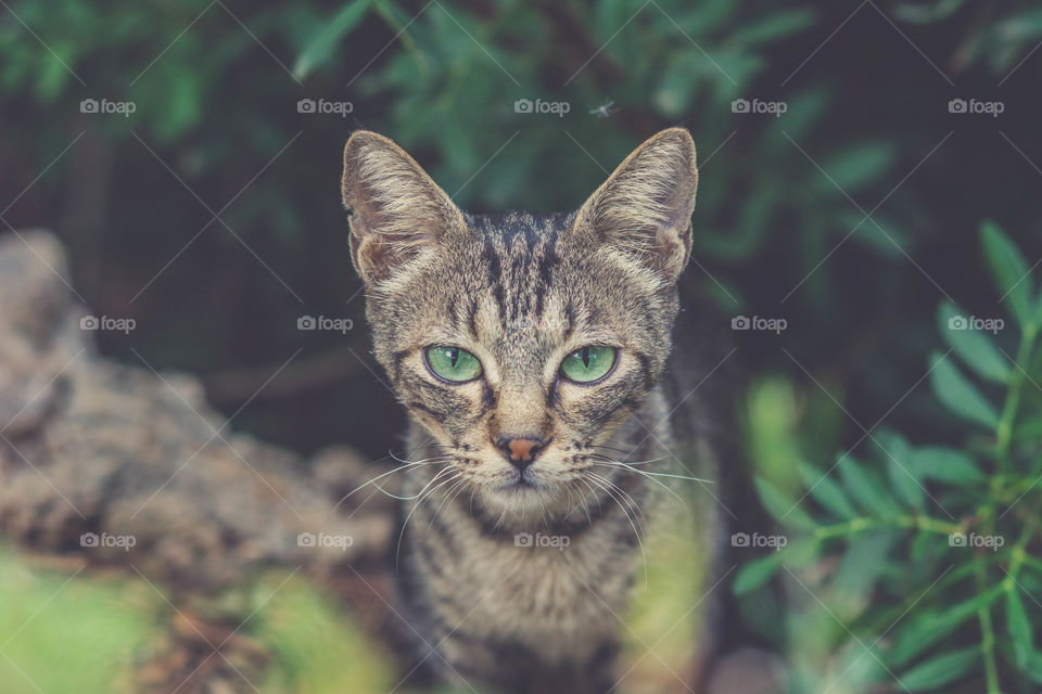 Green eyed cat