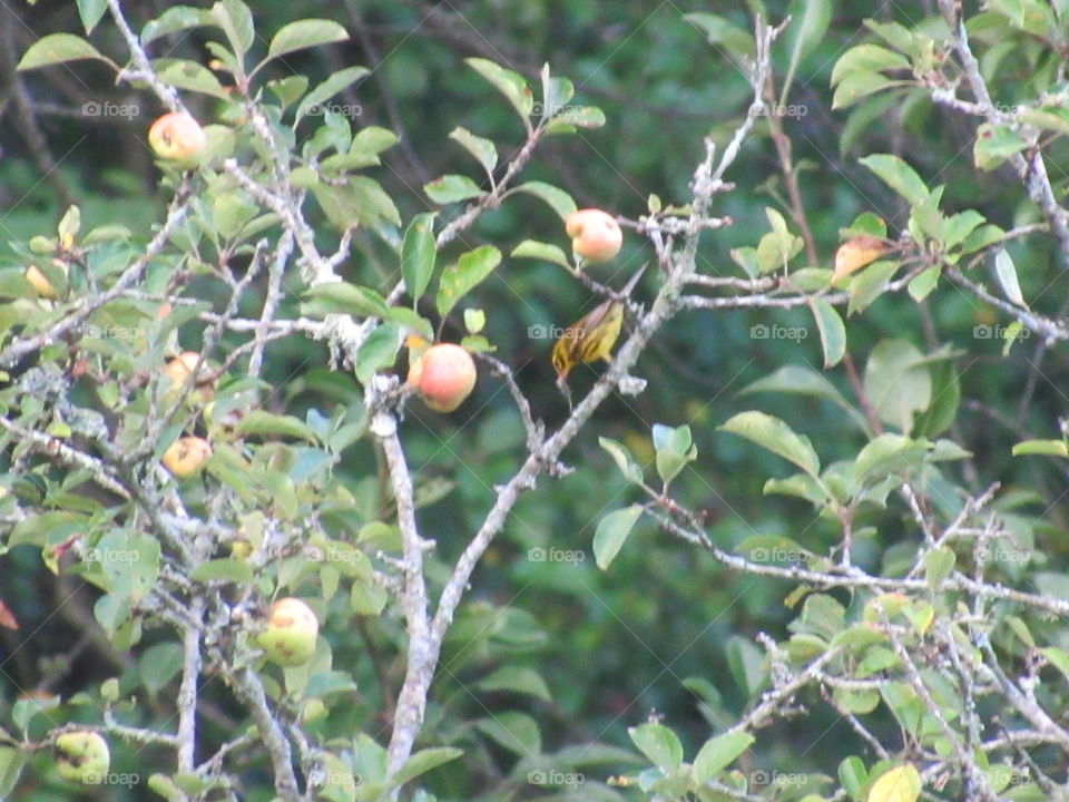 Fruit, Tree, Leaf, Branch, Nature