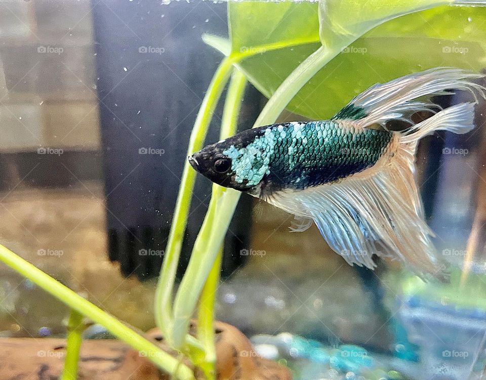 A photo of a butterfly Betta fish swimming around its tank. 