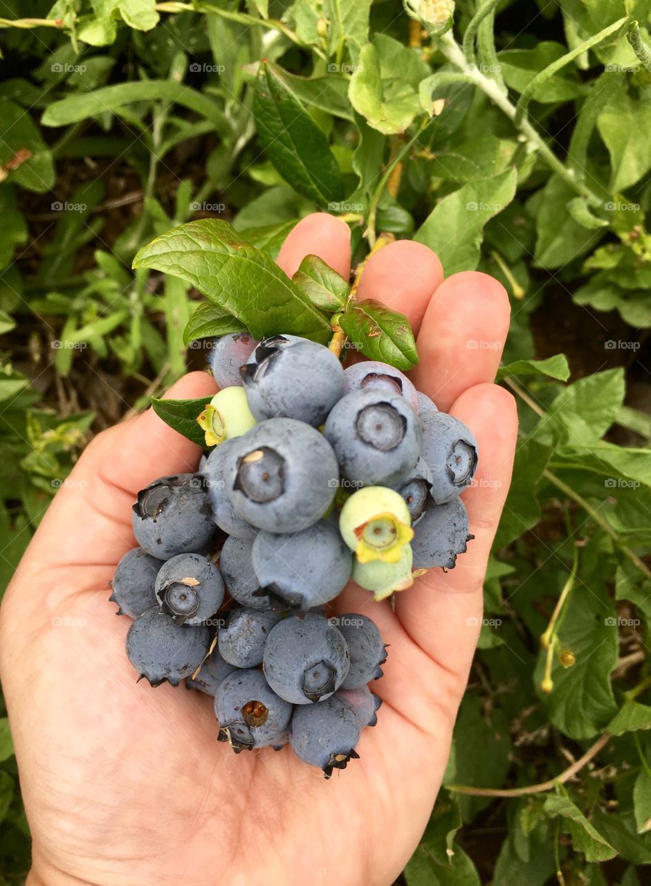 Blueberry Harvest