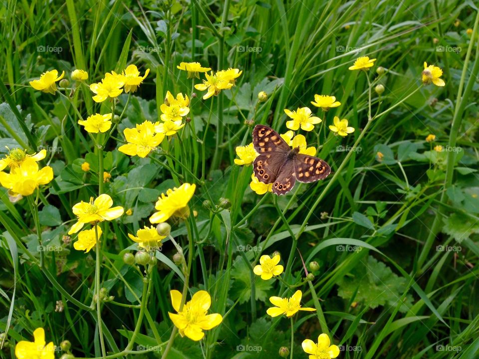 Butterflies . In the garden