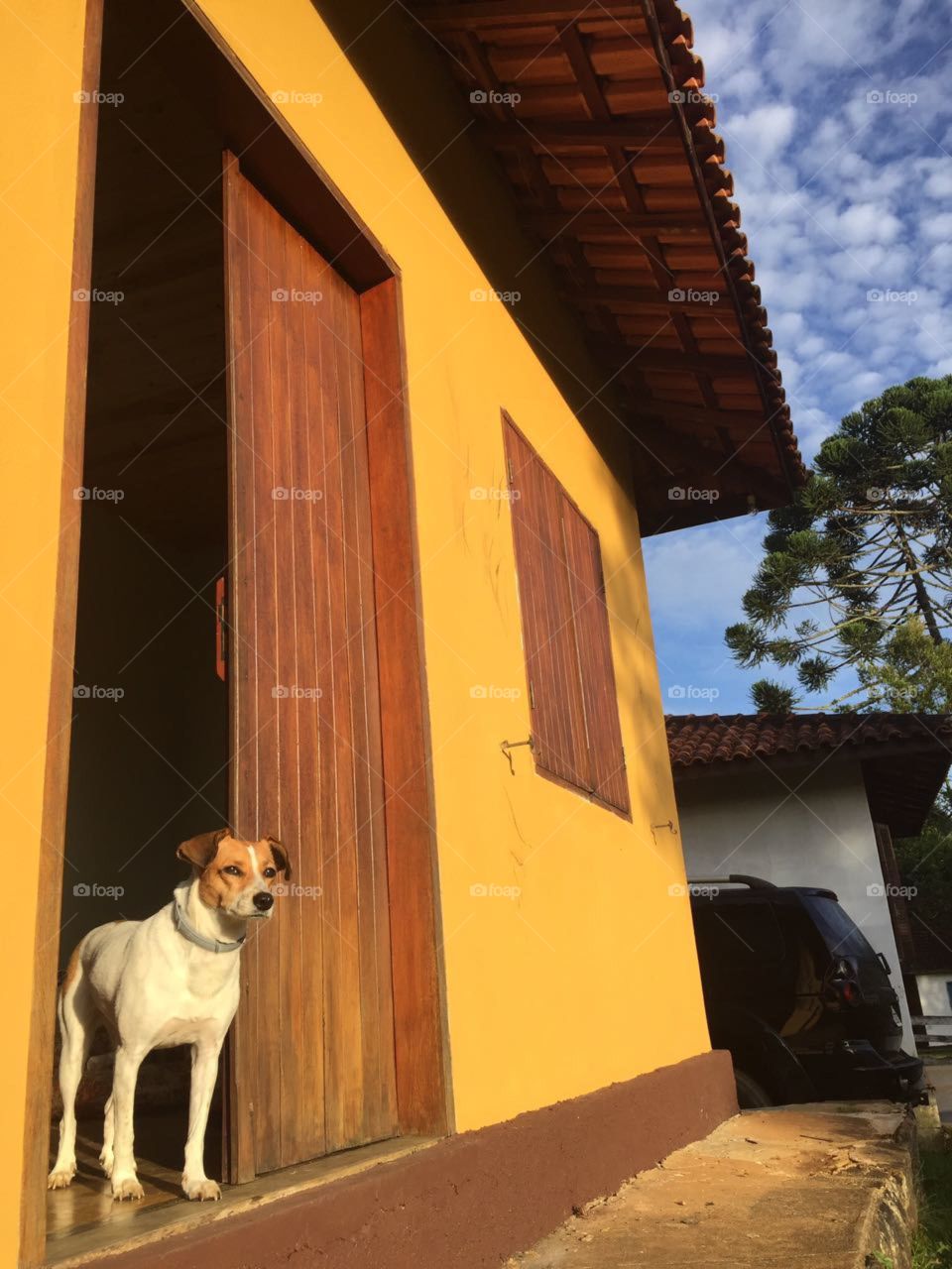 Cachorro cuidando da casa. Cachorro na porta. Casa de roça. Casa rural. Dog home